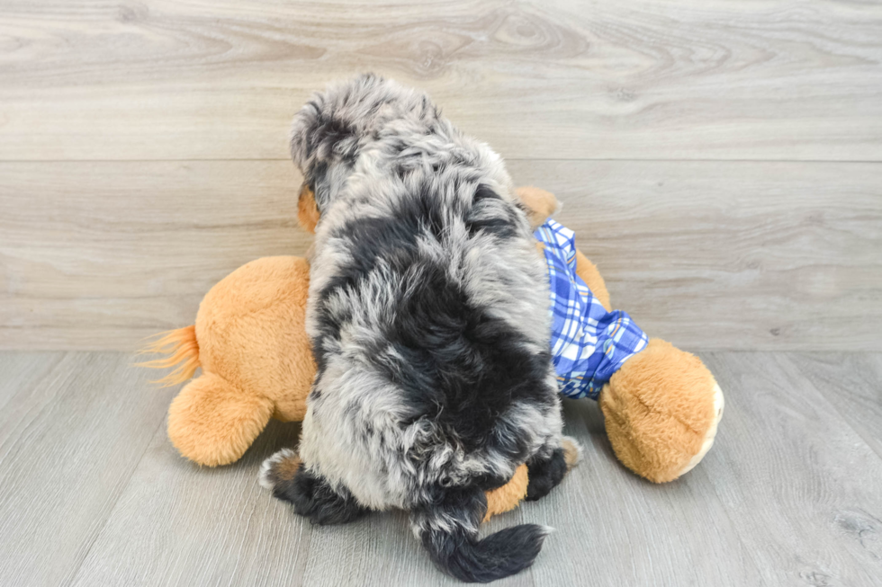 Petite Mini Bernedoodle Poodle Mix Pup