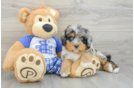 Mini Bernedoodle Puppy for Adoption