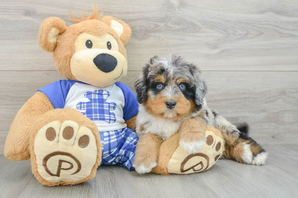 6 week old Mini Bernedoodle Puppy For Sale - Lone Star Pups