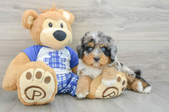 Mini Bernedoodle Puppy for Adoption