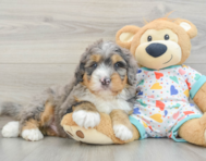 8 week old Mini Bernedoodle Puppy For Sale - Lone Star Pups