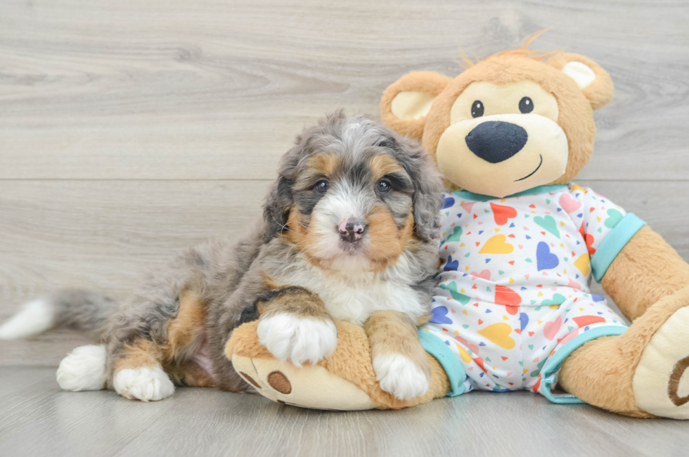7 week old Mini Bernedoodle Puppy For Sale - Lone Star Pups