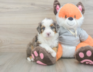 7 week old Mini Bernedoodle Puppy For Sale - Lone Star Pups