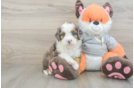 Sweet Mini Bernedoodle Baby