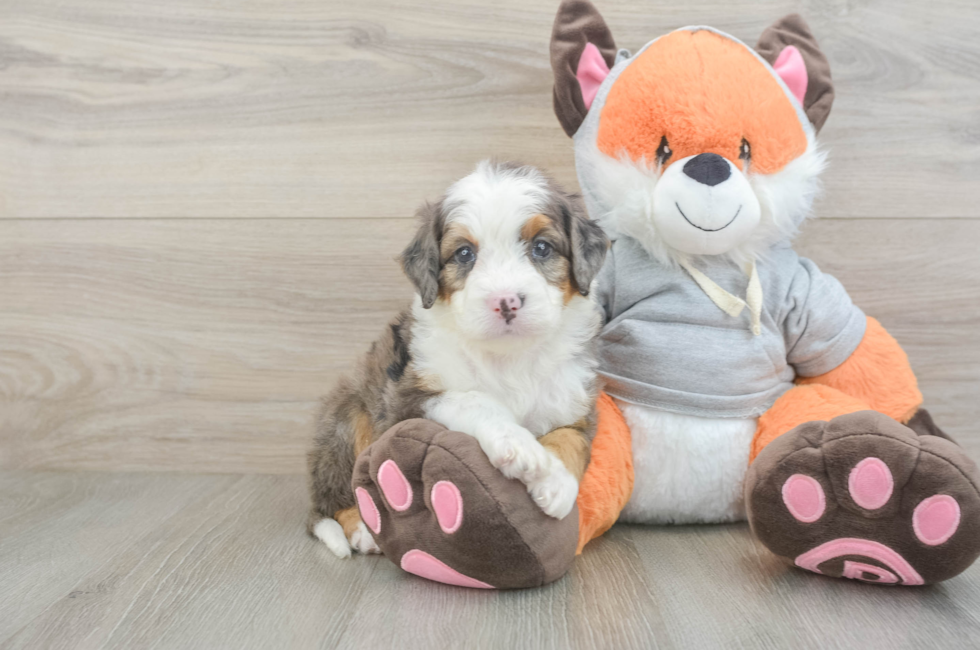 5 week old Mini Bernedoodle Puppy For Sale - Lone Star Pups