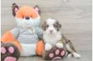 Smart Mini Bernedoodle Poodle Mix Pup