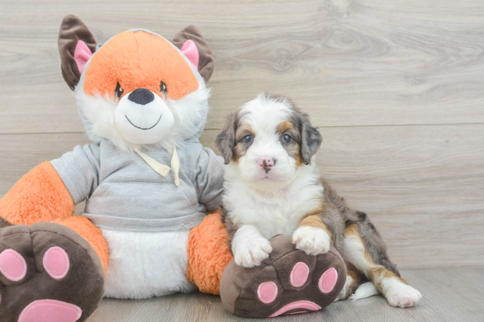 Smart Mini Bernedoodle Poodle Mix Pup