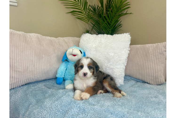 Mini Bernedoodle Pup Being Cute