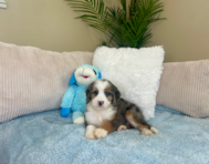 8 week old Mini Bernedoodle Puppy For Sale - Lone Star Pups
