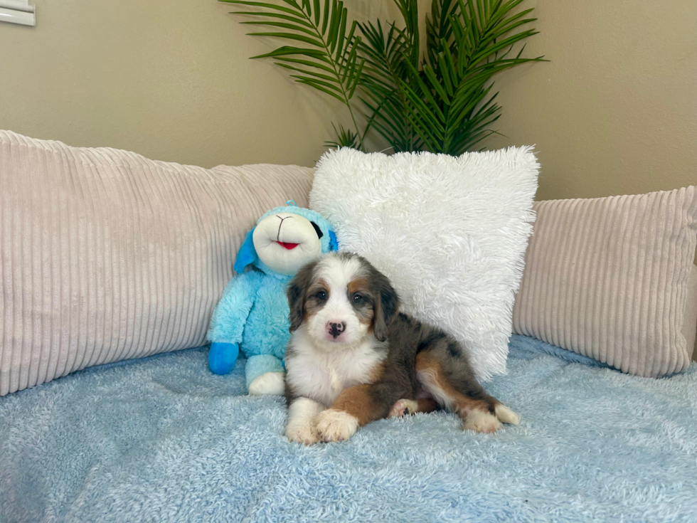 Mini Bernedoodle Pup Being Cute