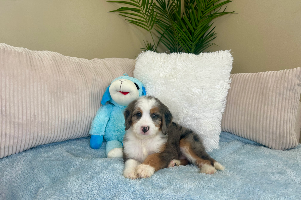 9 week old Mini Bernedoodle Puppy For Sale - Lone Star Pups