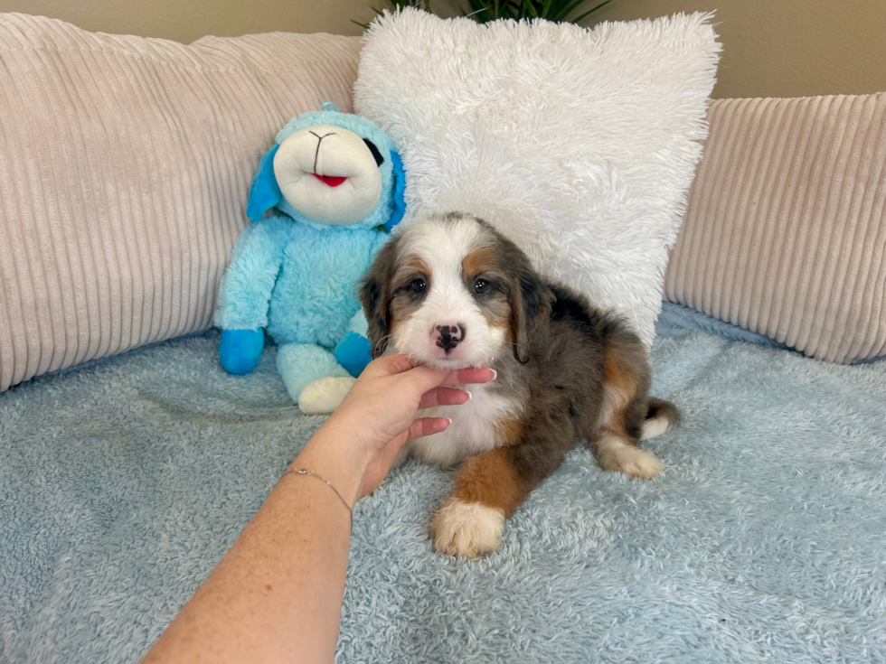 Best Mini Bernedoodle Baby