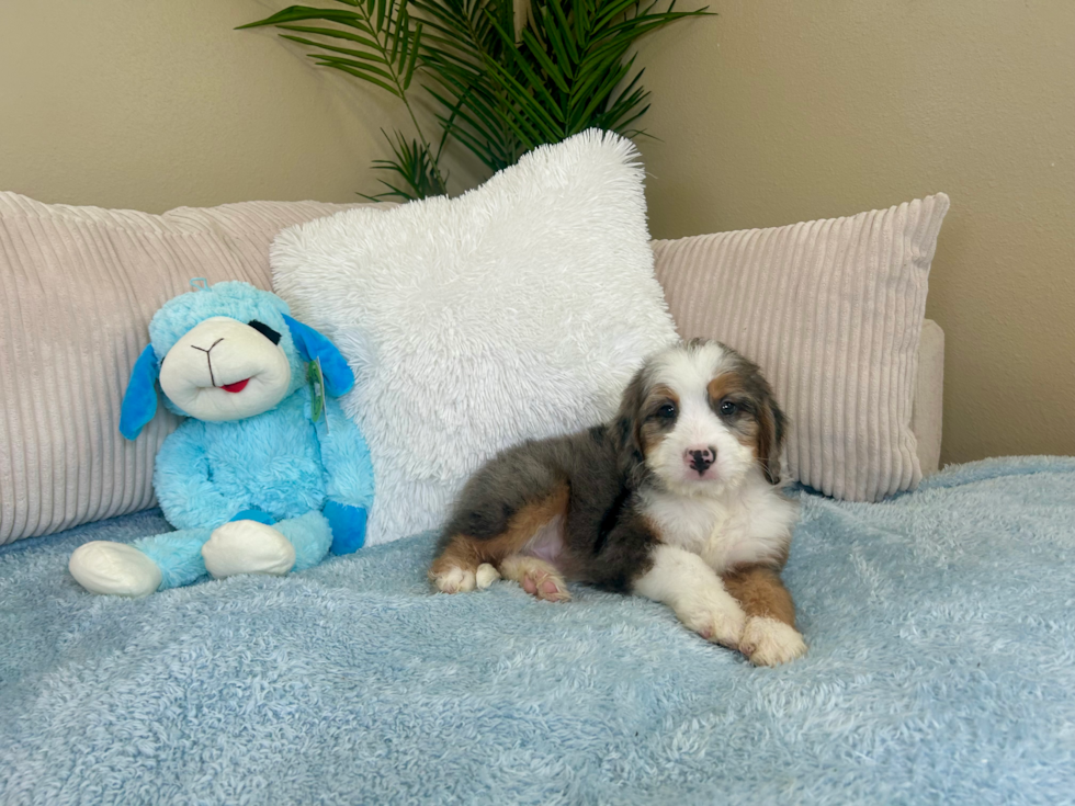 Cute Mini Berniedoodle Poodle Mix Puppy