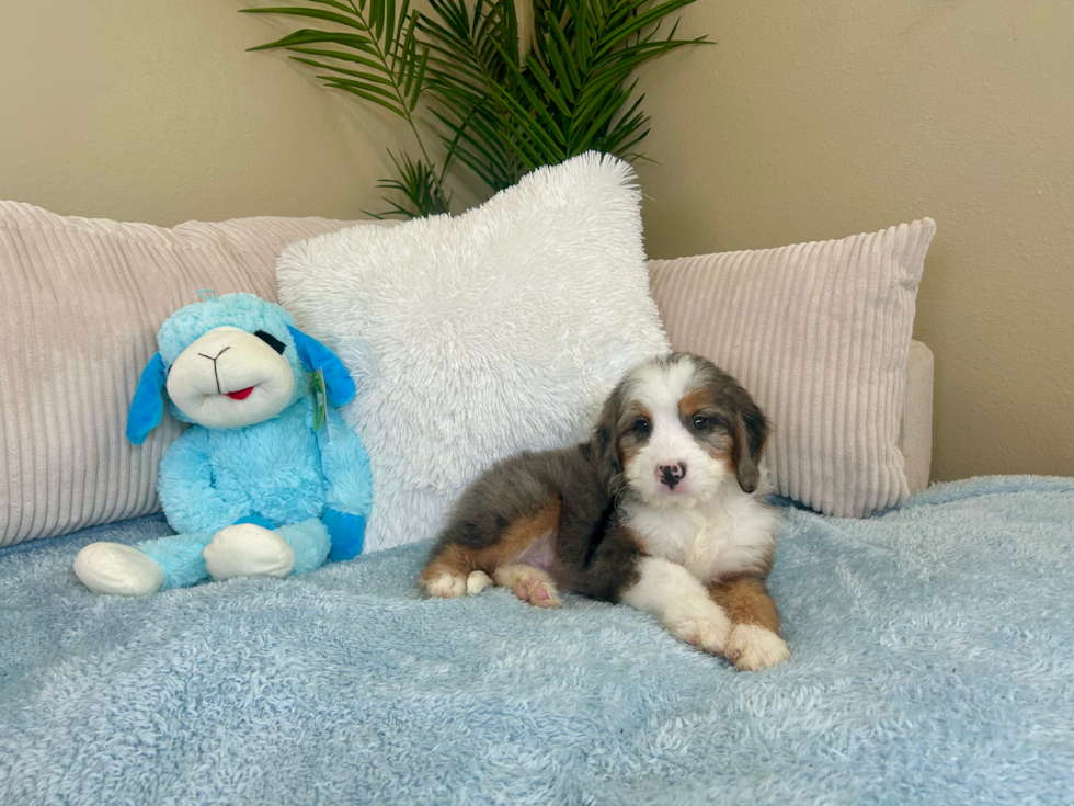 Cute Mini Bernedoodle Baby