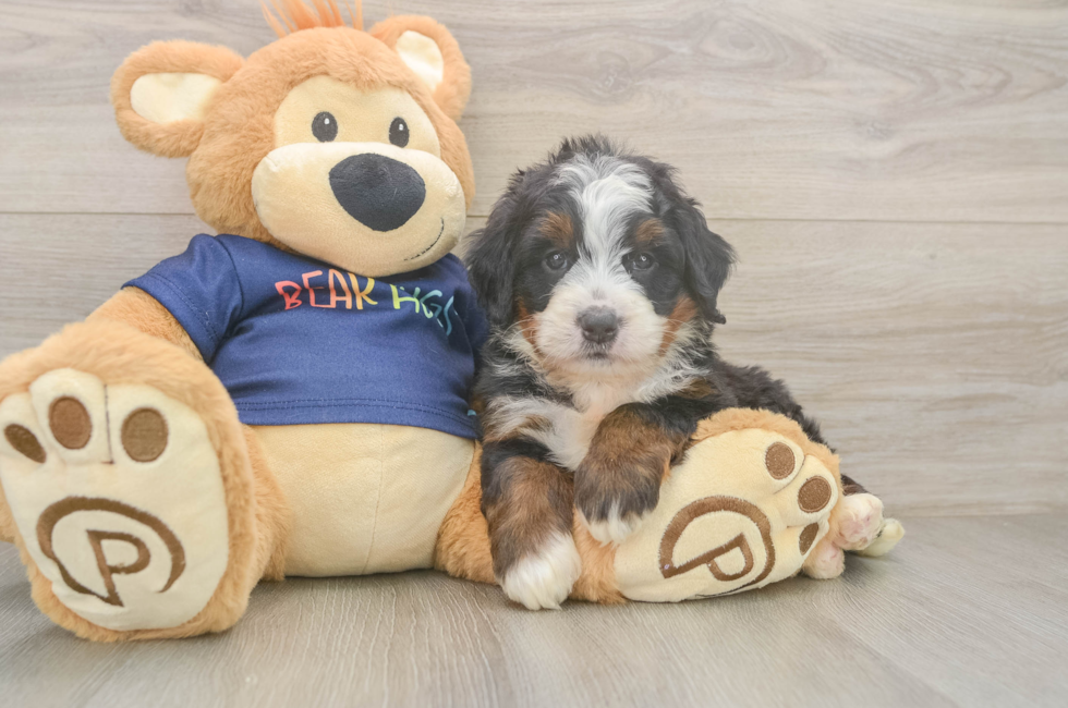 5 week old Mini Bernedoodle Puppy For Sale - Lone Star Pups