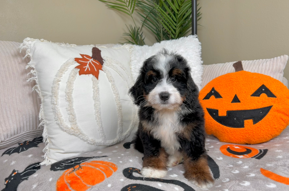 9 week old Mini Bernedoodle Puppy For Sale - Lone Star Pups