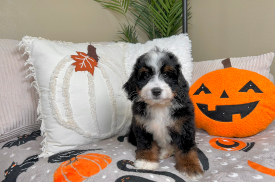 Cute Mini Bernedoodle Poodle Mix Pup