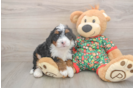 Fluffy Mini Bernedoodle Poodle Mix Pup