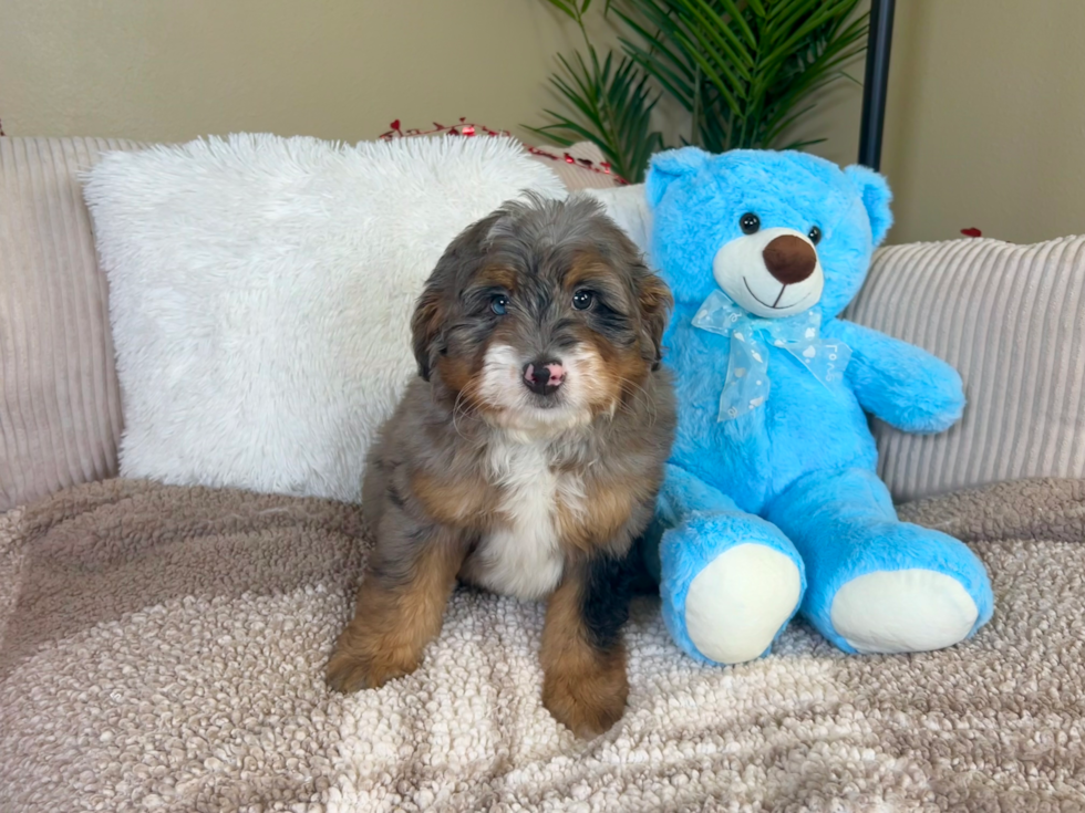 Mini Bernedoodle Pup Being Cute