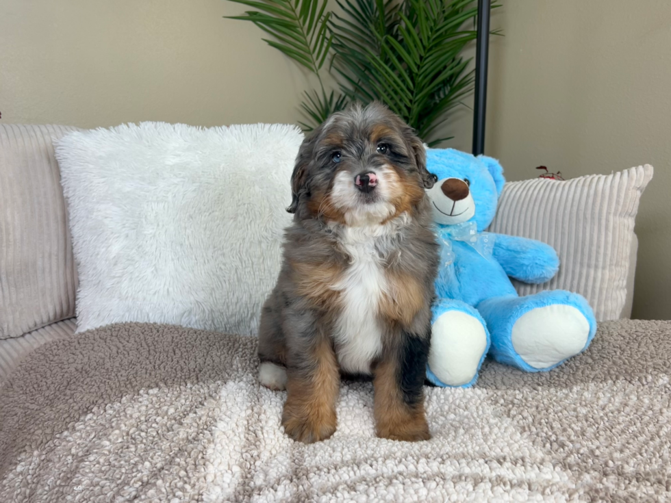 Best Mini Bernedoodle Baby