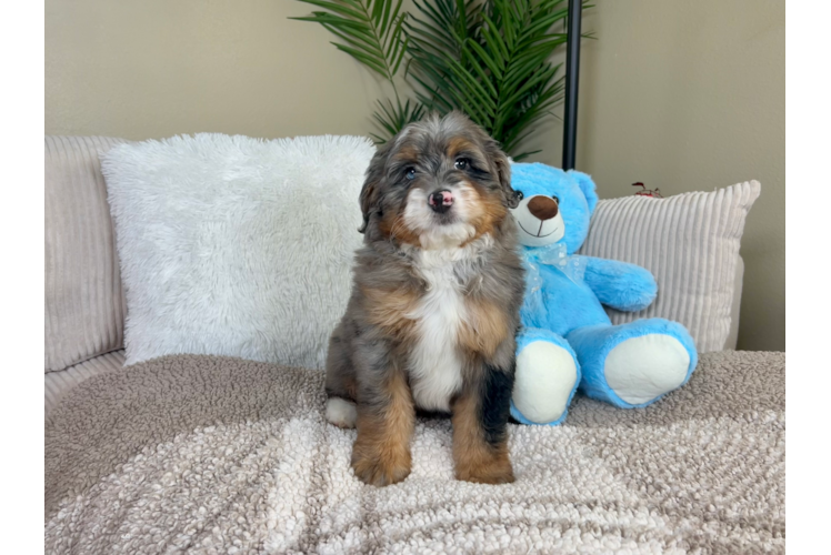 Cute Mini Bernese Poodle Poodle Mix Puppy