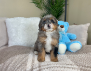 8 week old Mini Bernedoodle Puppy For Sale - Lone Star Pups