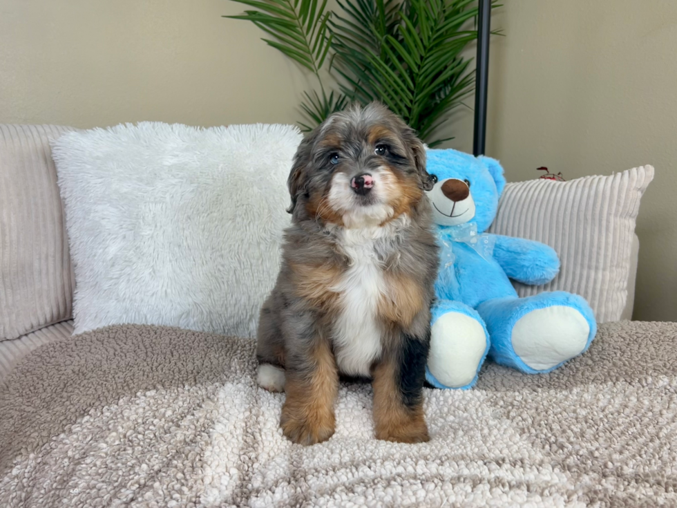Cute Mini Bernese Poodle Poodle Mix Puppy