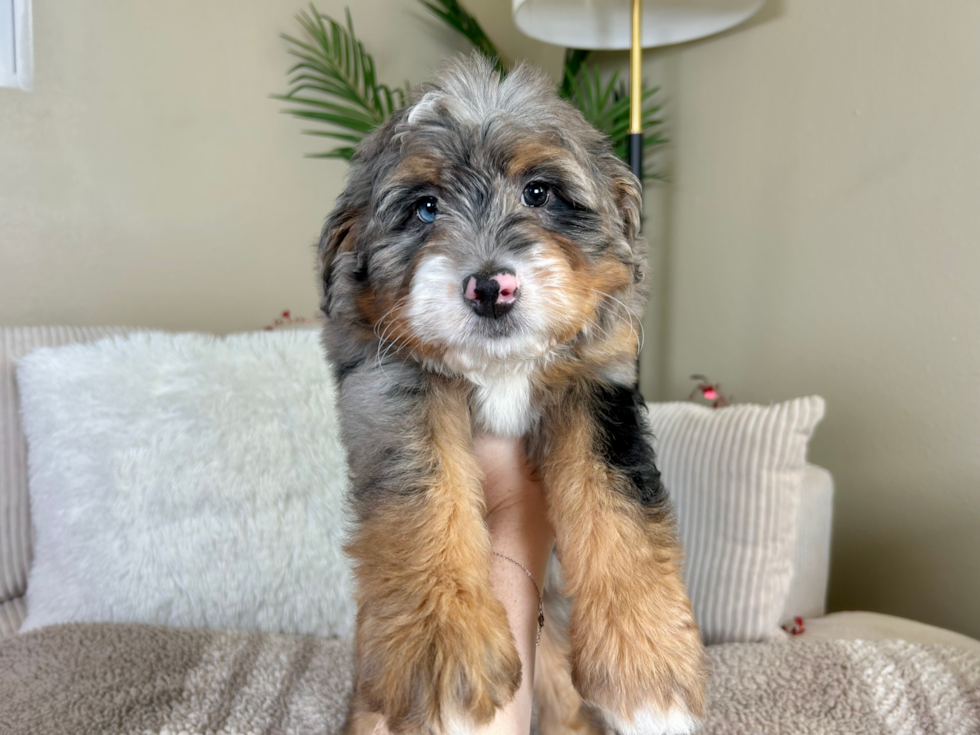 Cute Mini Bernadoodle Poodle Mix Puppy