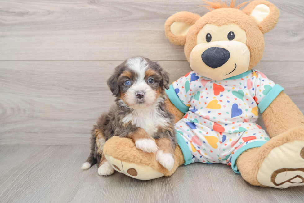 Playful Mini Bernese Poodle Poodle Mix Puppy