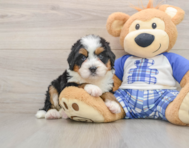 5 week old Mini Bernedoodle Puppy For Sale - Lone Star Pups