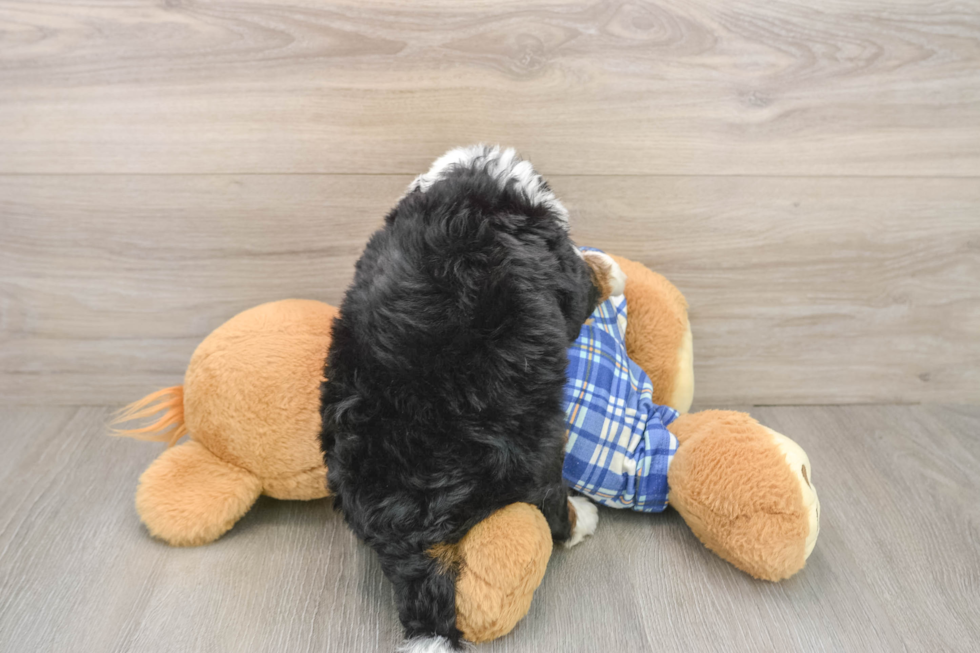 Little Mini Bernesepoo Poodle Mix Puppy