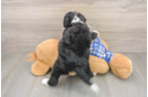 Best Mini Bernedoodle Baby