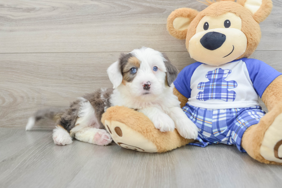 Smart Mini Bernedoodle Poodle Mix Pup