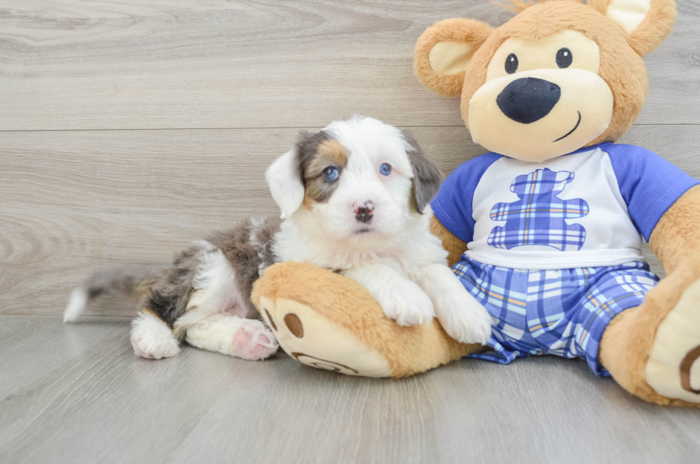 7 week old Mini Bernedoodle Puppy For Sale - Lone Star Pups