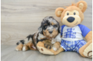 Cute Mini Bernedoodle Baby