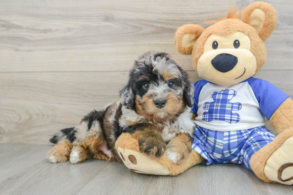Cute Mini Bernedoodle Baby