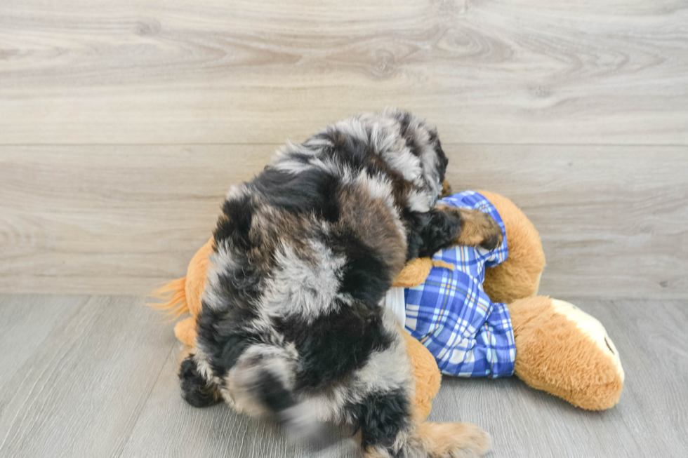 Small Mini Bernedoodle Baby