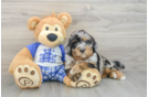 Mini Bernedoodle Puppy for Adoption
