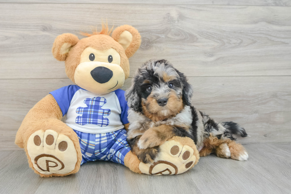 Mini Bernedoodle Puppy for Adoption