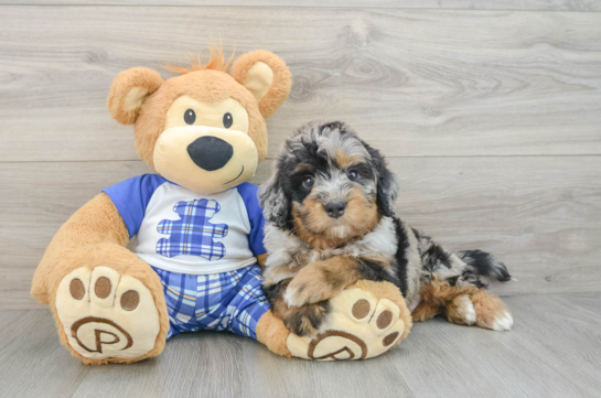 Mini Bernedoodle Puppy for Adoption