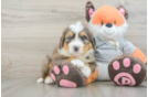 Mini Bernedoodle Pup Being Cute