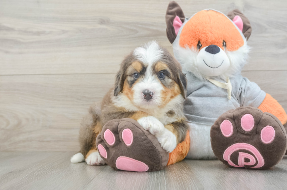 5 week old Mini Bernedoodle Puppy For Sale - Lone Star Pups