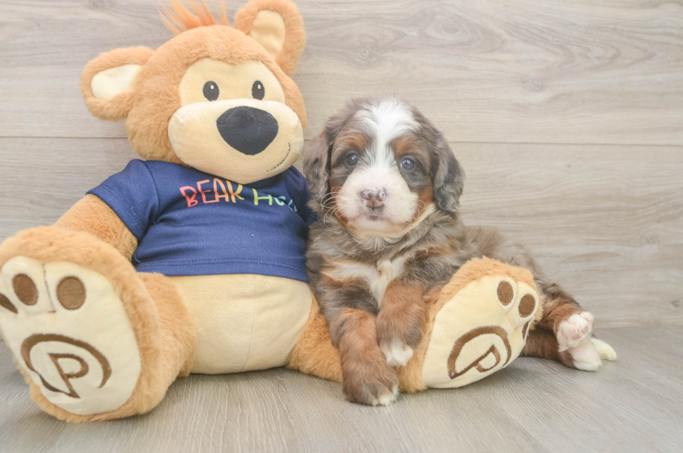 5 week old Mini Bernedoodle Puppy For Sale - Lone Star Pups