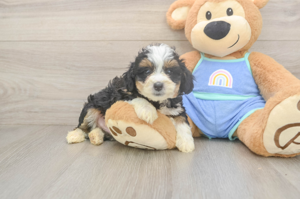 Adorable Mini Bernadoodle Poodle Mix Puppy