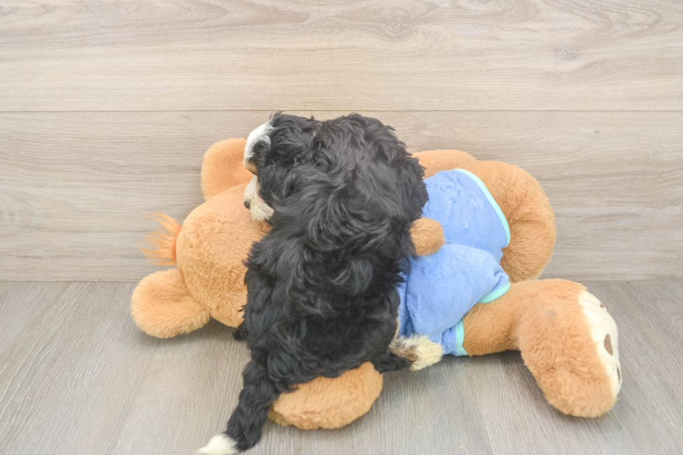 Mini Bernedoodle Puppy for Adoption