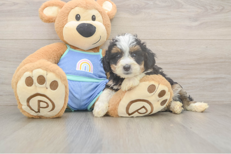 Mini Bernedoodle Puppy for Adoption