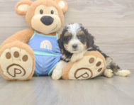 5 week old Mini Bernedoodle Puppy For Sale - Lone Star Pups