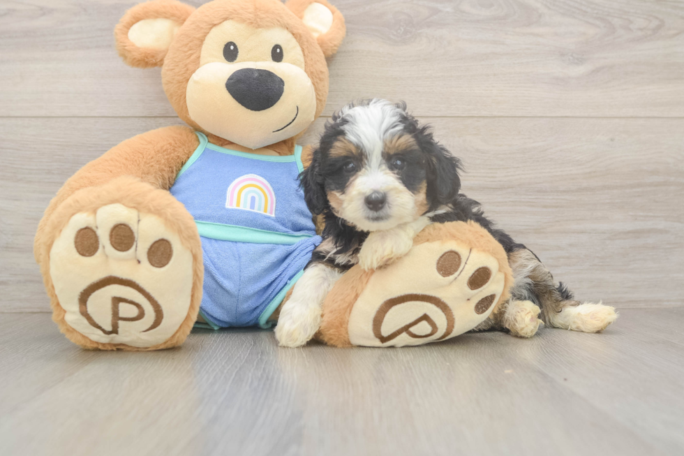 Mini Bernedoodle Puppy for Adoption