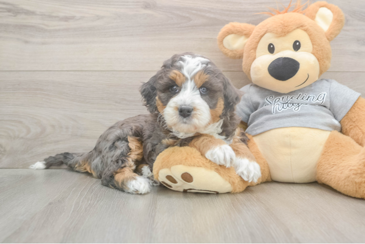 Mini Bernedoodle Puppy for Adoption