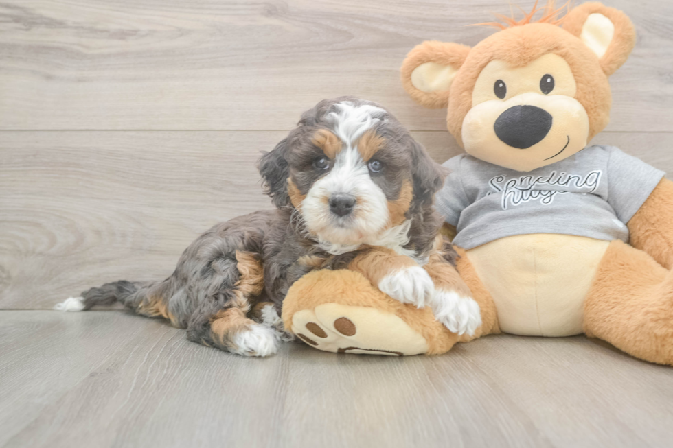 Mini Bernedoodle Puppy for Adoption